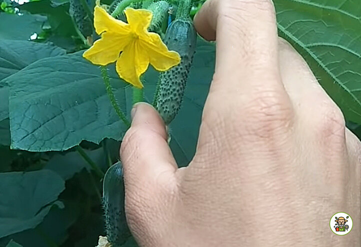 Плоды огурцов небольшого размера