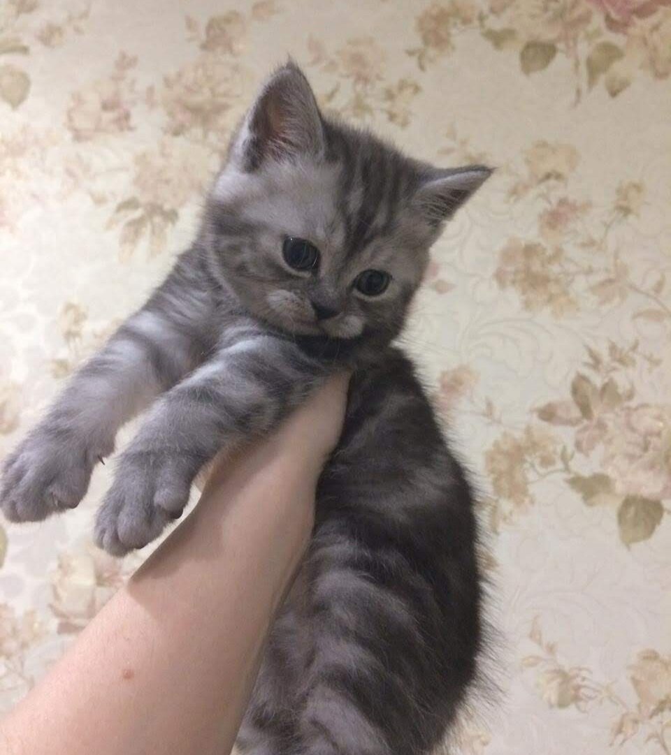 Когда еще был котенком