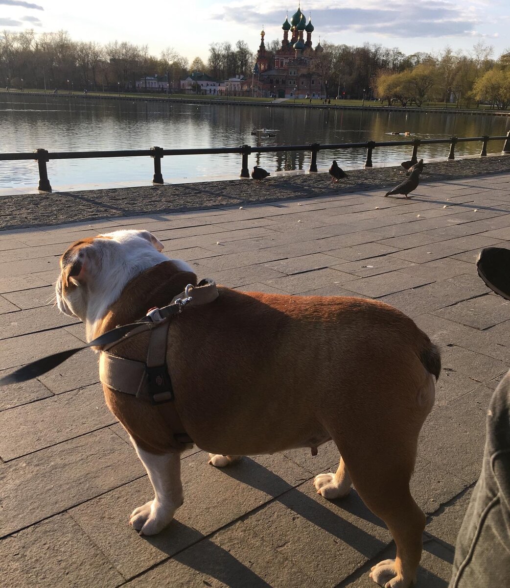 Прогулка у Останкинского пруда. 