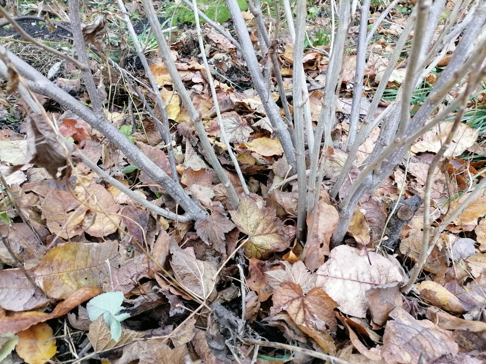 Смородина осенью