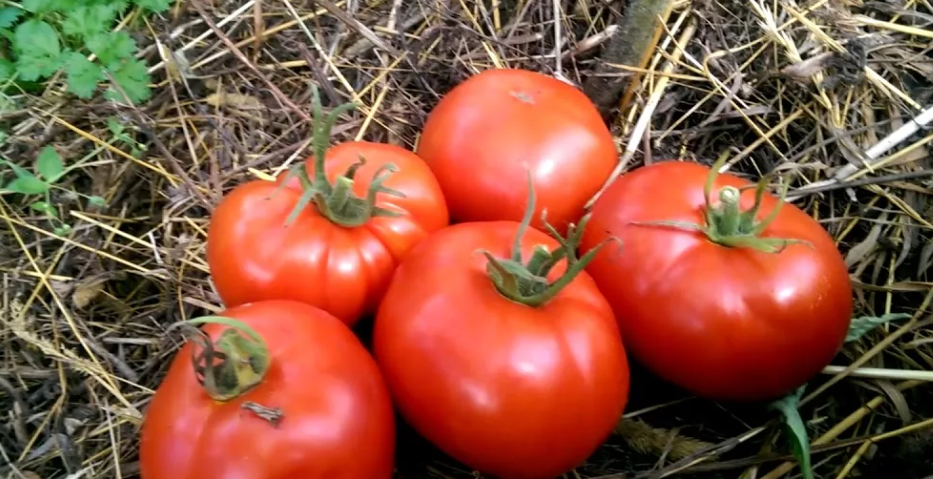 открытый источник