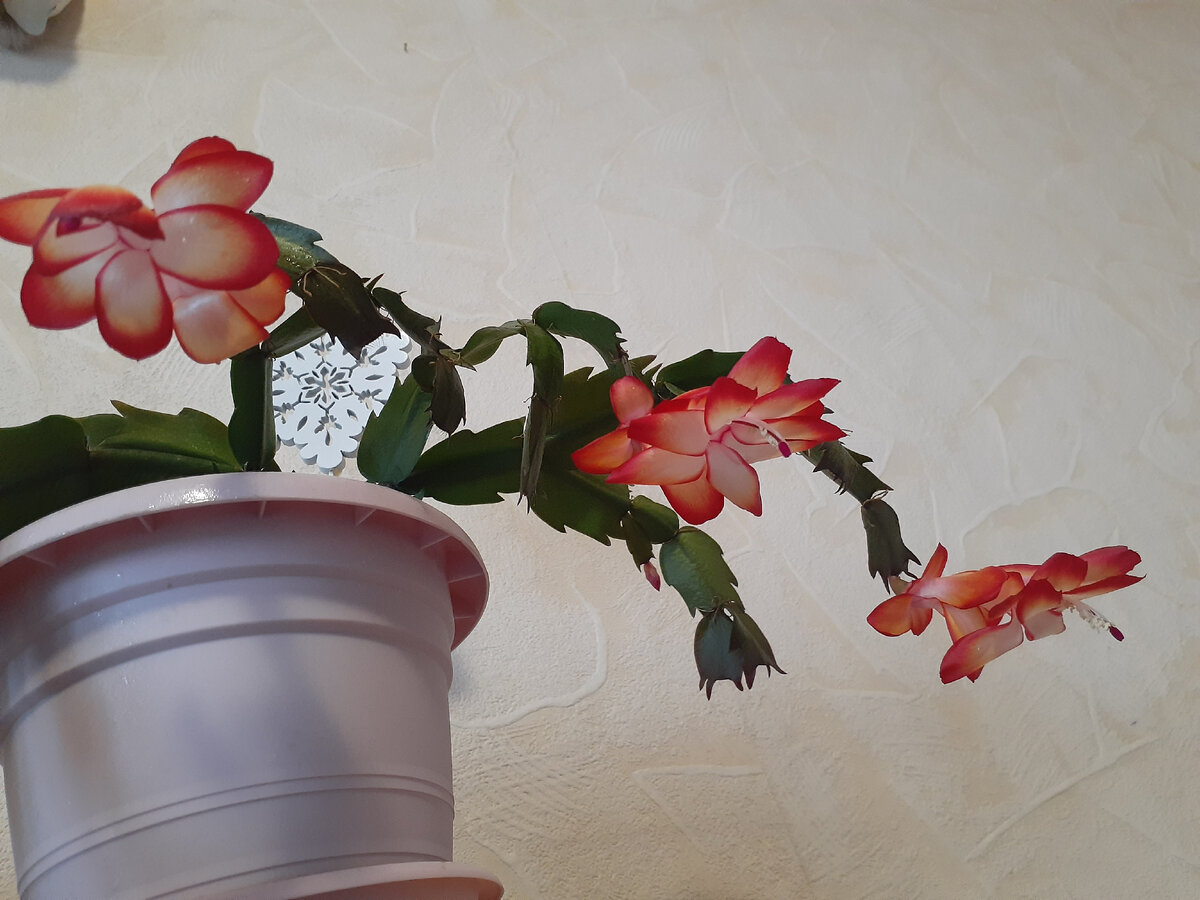 Шлюмбергера, или декабрист