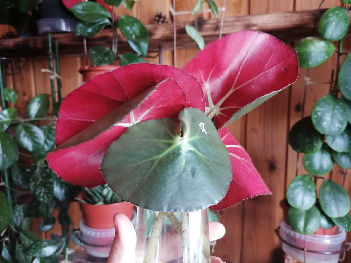 Листья кувшинковой бегонии в воде для укоренения. Фото автора.