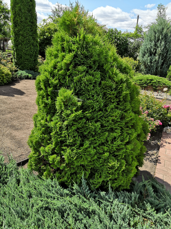 Туя западная Майки, 2019 год, посажена в 2009 году