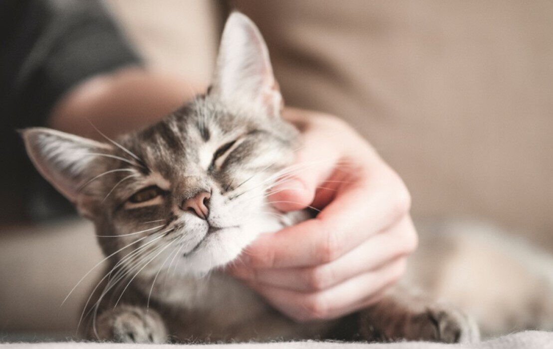 Если вы не планируете, чтобы у вашей кошки были котята, вам следует подумать о проведении стерилизации любимицы.-2