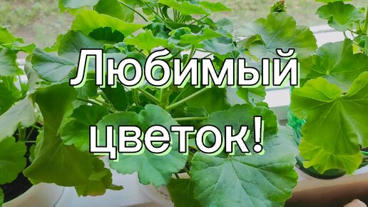 САМЫЙ ЛУЧШИЙ ЦВЕТОК! 🌺