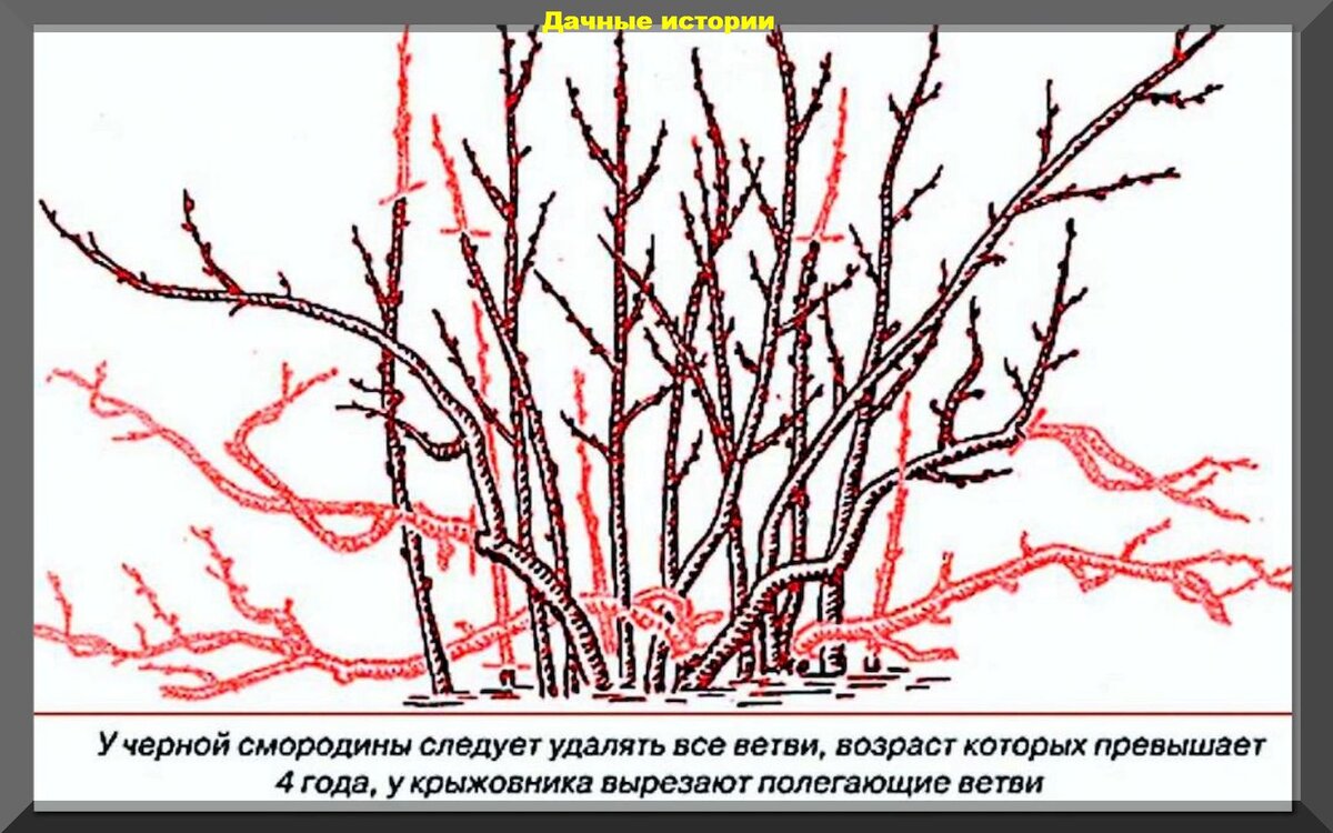 Что делать со смородиной весной? Правила ухода для получения богатого  урожая | Дачные истории | Дзен