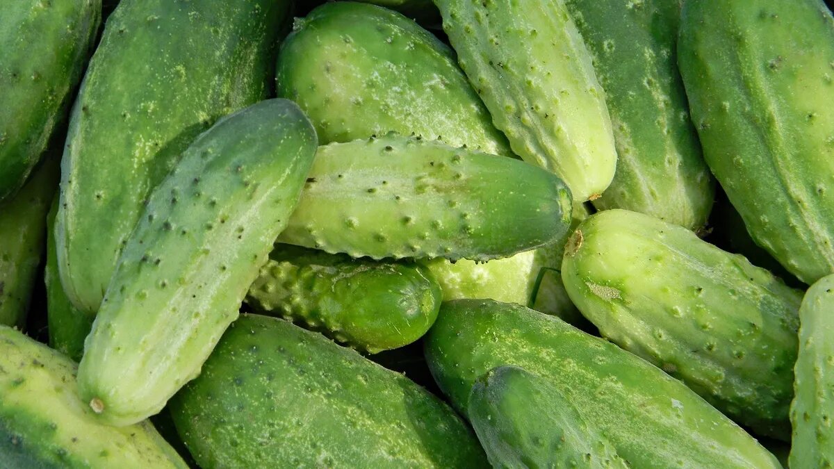 Огурцы должны быть крепкими и плотными. Фото: Pxfuel.com