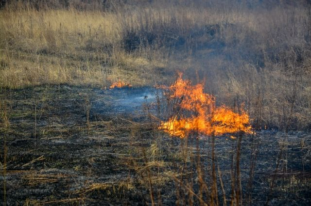 Всего в этом году на поджигателей сухостоя оформили свыше ста протоколов. / Романов Кирилл / АиФ