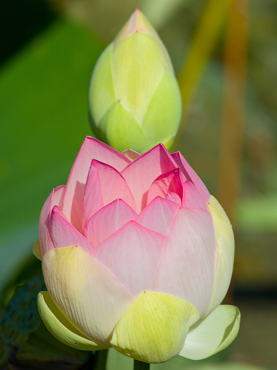 Распустившийся и нераспустившийся цветки лотоса  