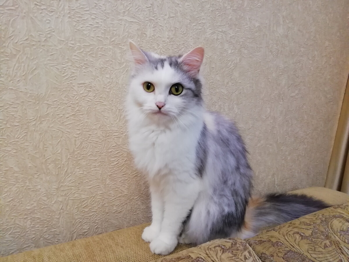 Вот такая красавица Муся сейчас.