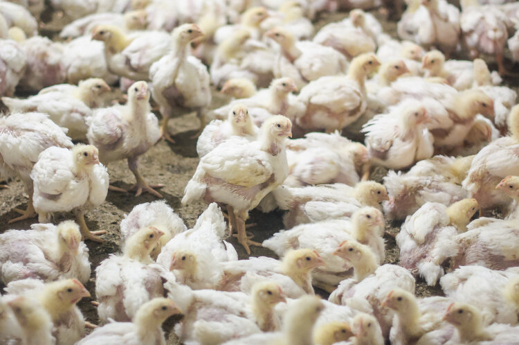 Птицеводством Тукаев занялся уже позже. Сначала в 2010 году он купил полуразрушенную Тимашевскую птицефабрику (бройлерного направления) в Кинель-Черкасском районе Самарской области и вложил в ее реконструкцию 4,7 млрд рублей. Фото: «БИЗНЕС Online»