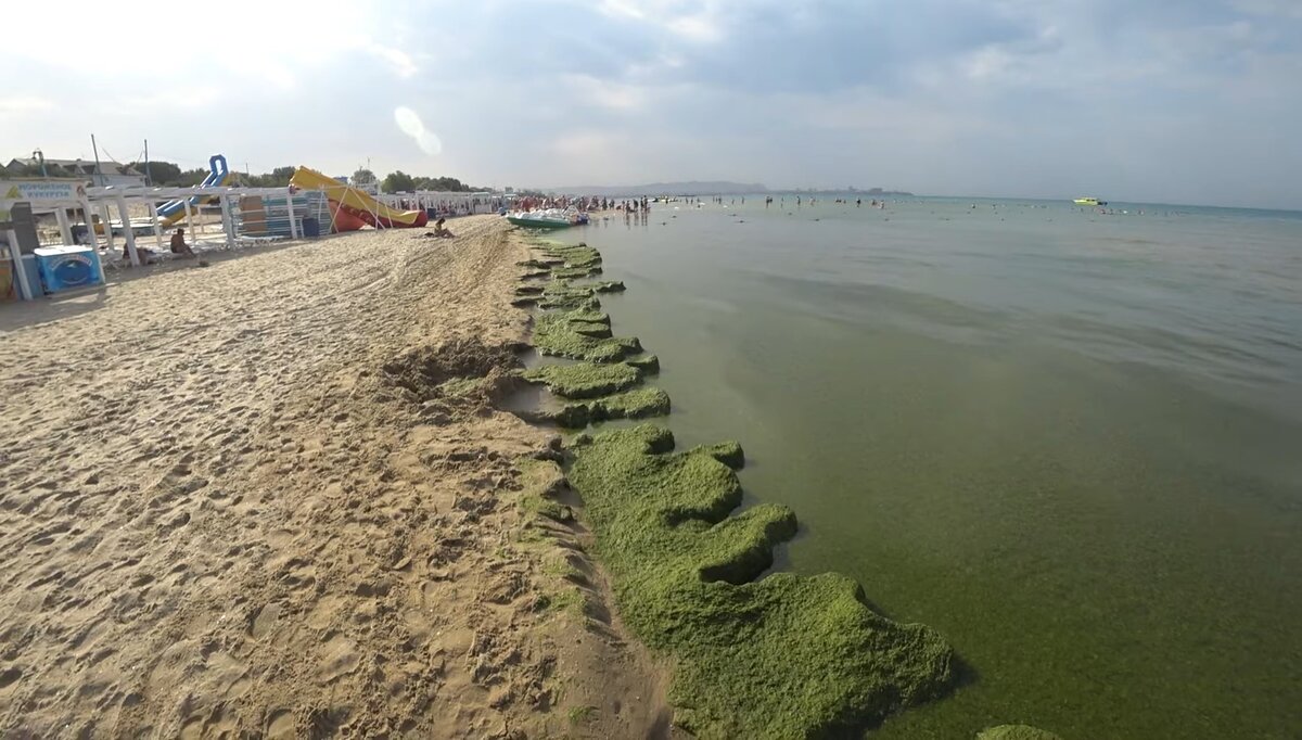 Джемете море цветет. Цветение моря в Анапе. Анапа водоросли. Благовещенская море цветет.