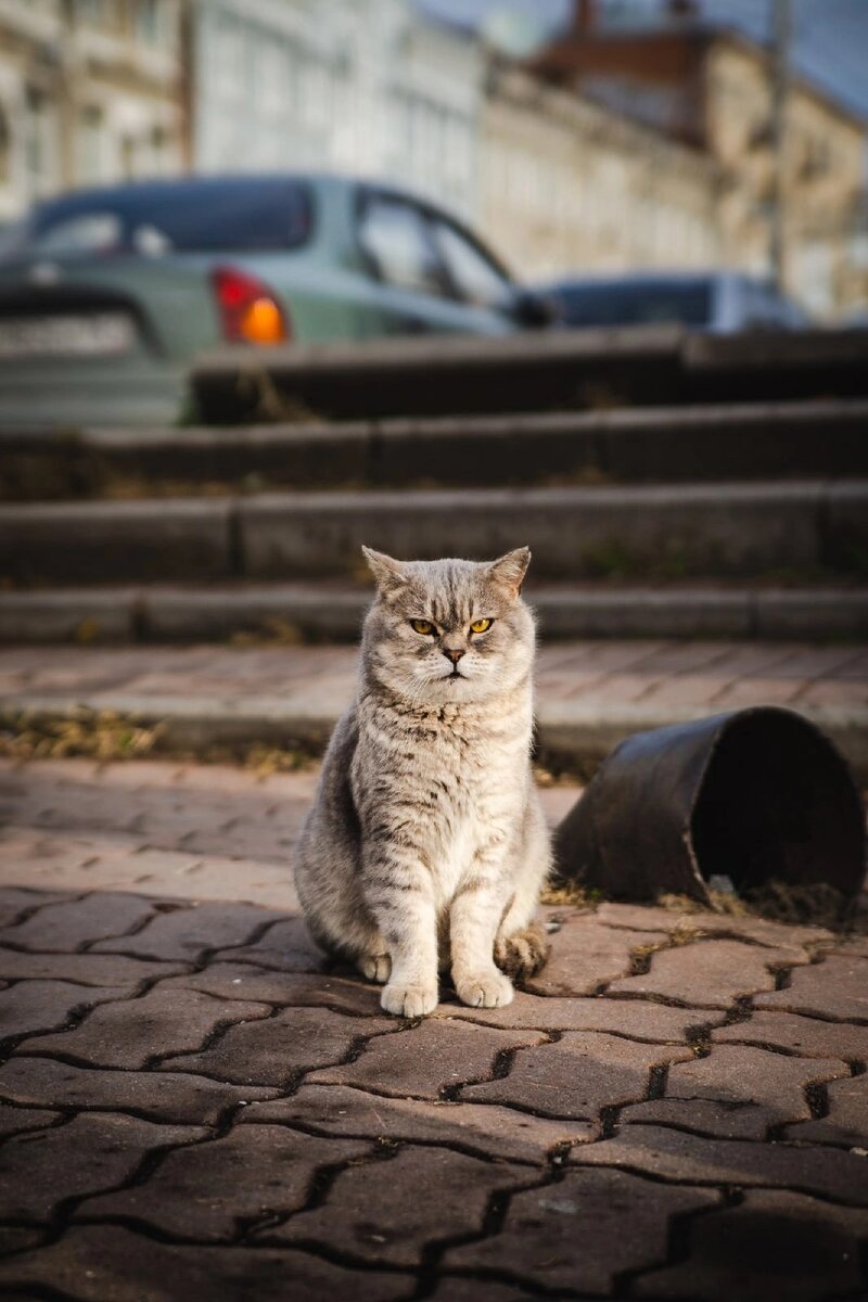 Кот в Ростове. Коты Ростова. Ростовский кот. Найдена кошка Ростовская область.