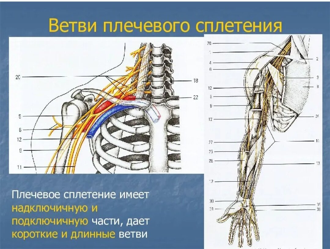 Топография нервов. Надключичная часть плечевого сплетения. Плечевое нервное сплетение схема. Короткие ветви плечевого сплетения. Пучки плечевого сплетения схема.