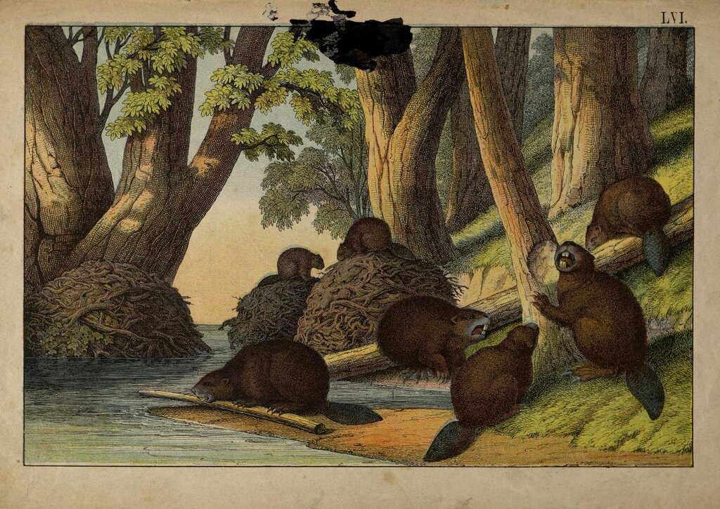 Бобры около своих жилищ, Хаммель, 1874 год. Из собрания Государственного Эрмитажа