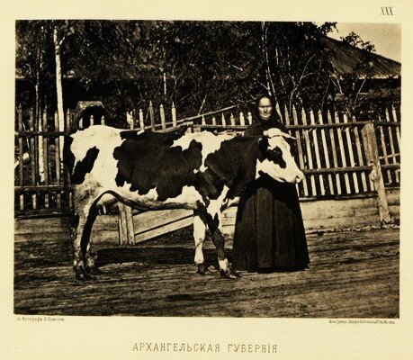 Корова холмогорка