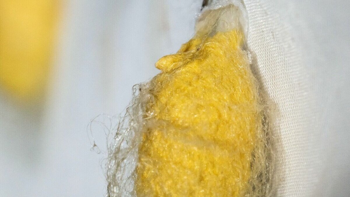     Установлено, что на территории ряда лесничеств региона мероприятия по защите от вредителей леса не проводились с 2020 года.