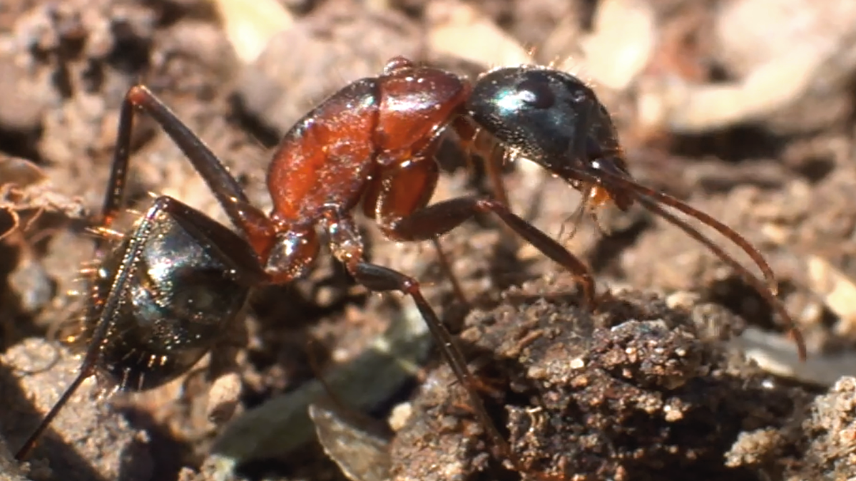 Муравей-древоточец 