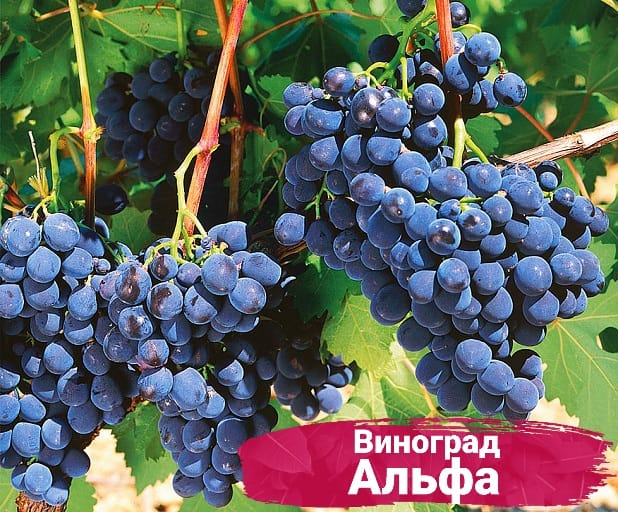 Виноград Альфа 348₽ https://rostok-pitomnik.ru
