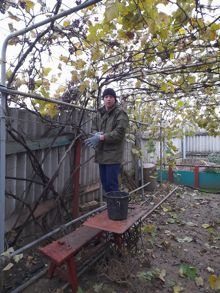 Сын обрывает виноград!!!