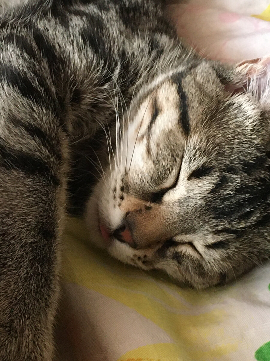 Такое оно - беззаботное котье детство. 