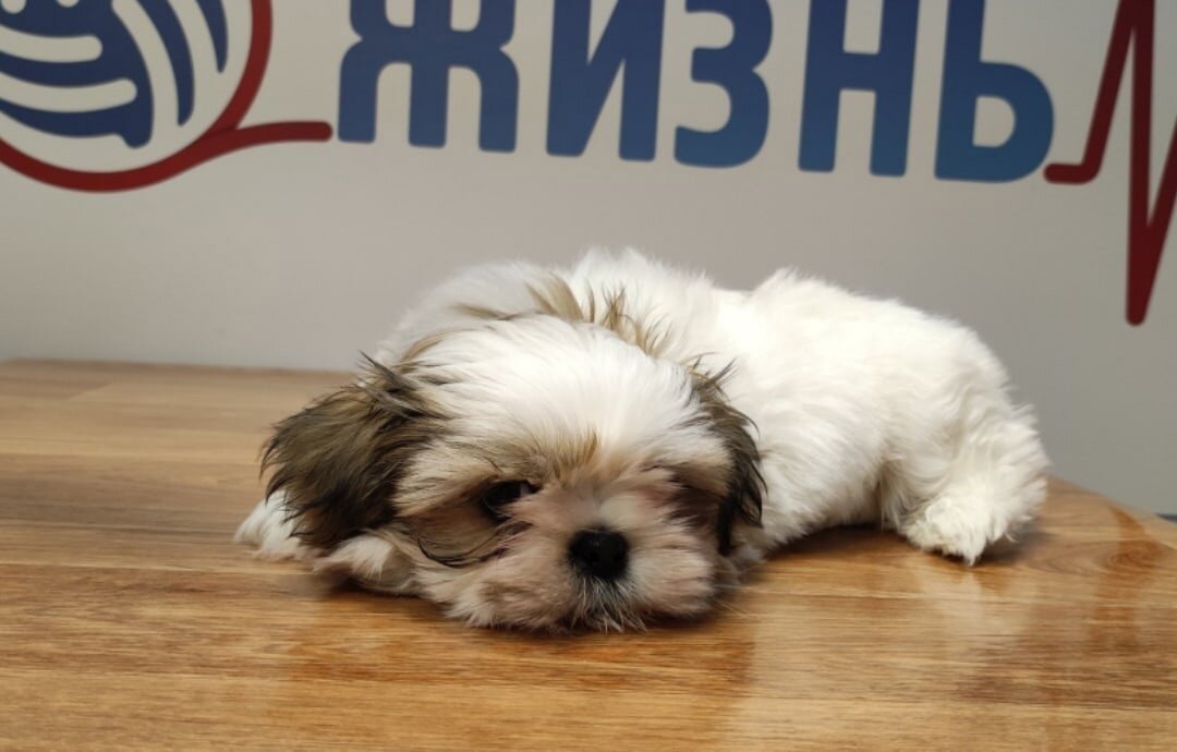 Вакцинация щенков в Калуге. Щенок ши-тцу.