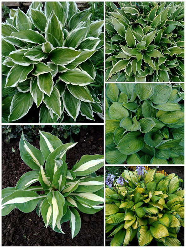 Мини-коллекция хост с моего участка.