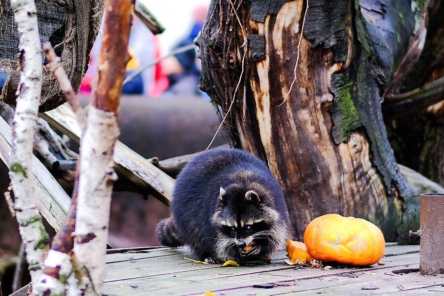 Фото: Виталий Невар / Новый Калининград
