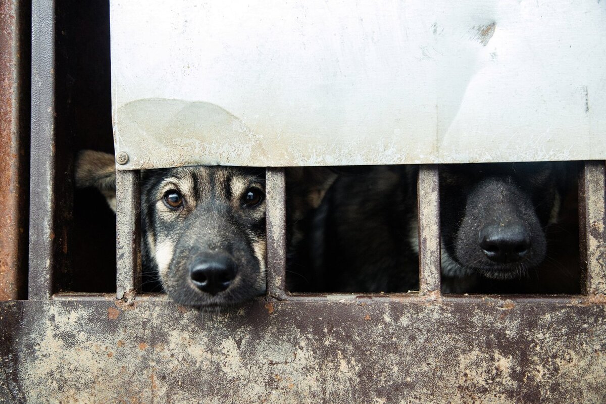    В одной из библиотек Нижневартовска собирают корм для животных