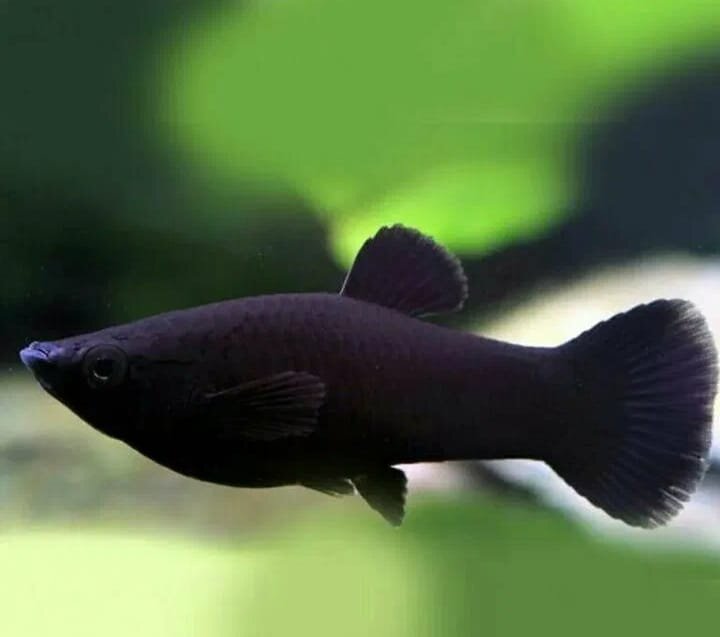 Фото моллинезии взятое с сайта youla.ru