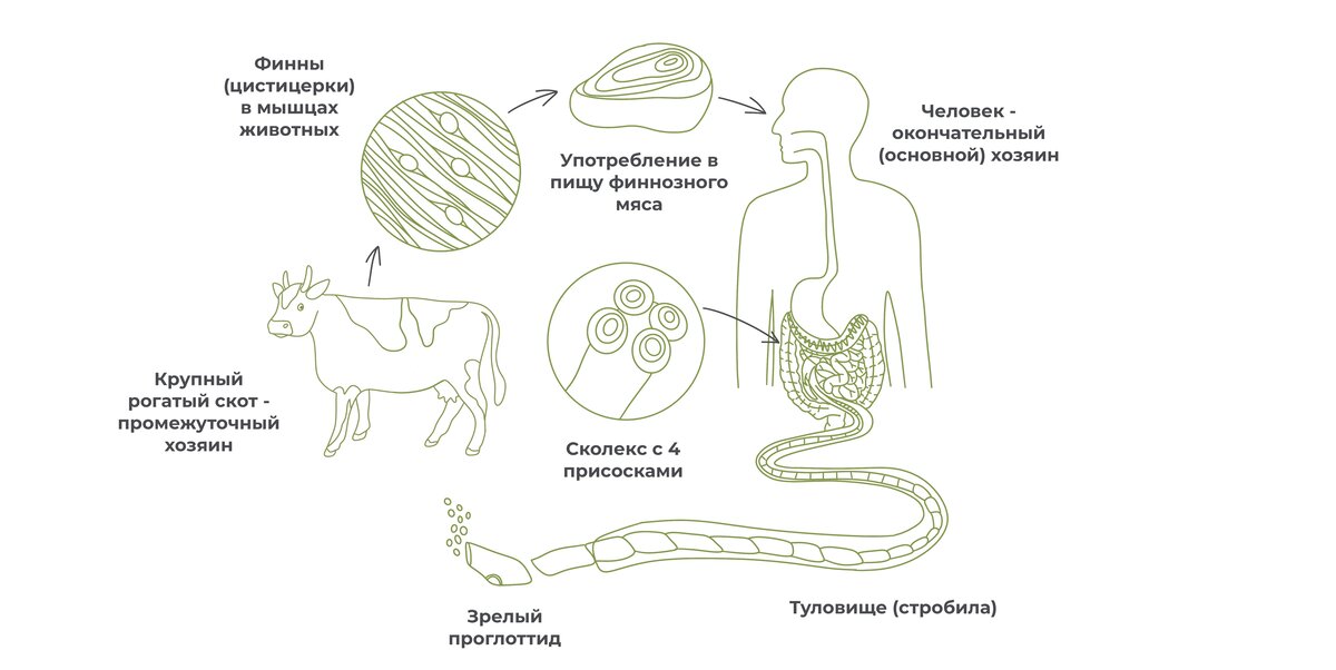 Гельминтозы - БУ 