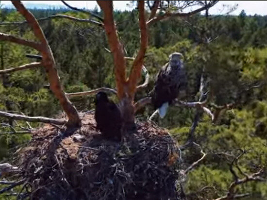     фото: пресс-служба ФГБУ «Заповедное Подлеморье»