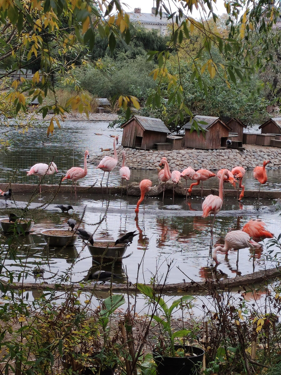 Greater flamingo