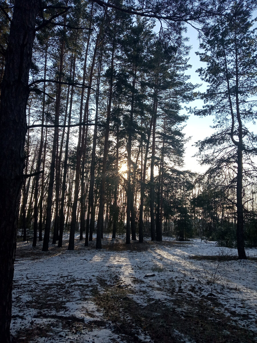 ВОРОНЕЖСКИЕ ПЕЙЗАЖИ СОСЕН.