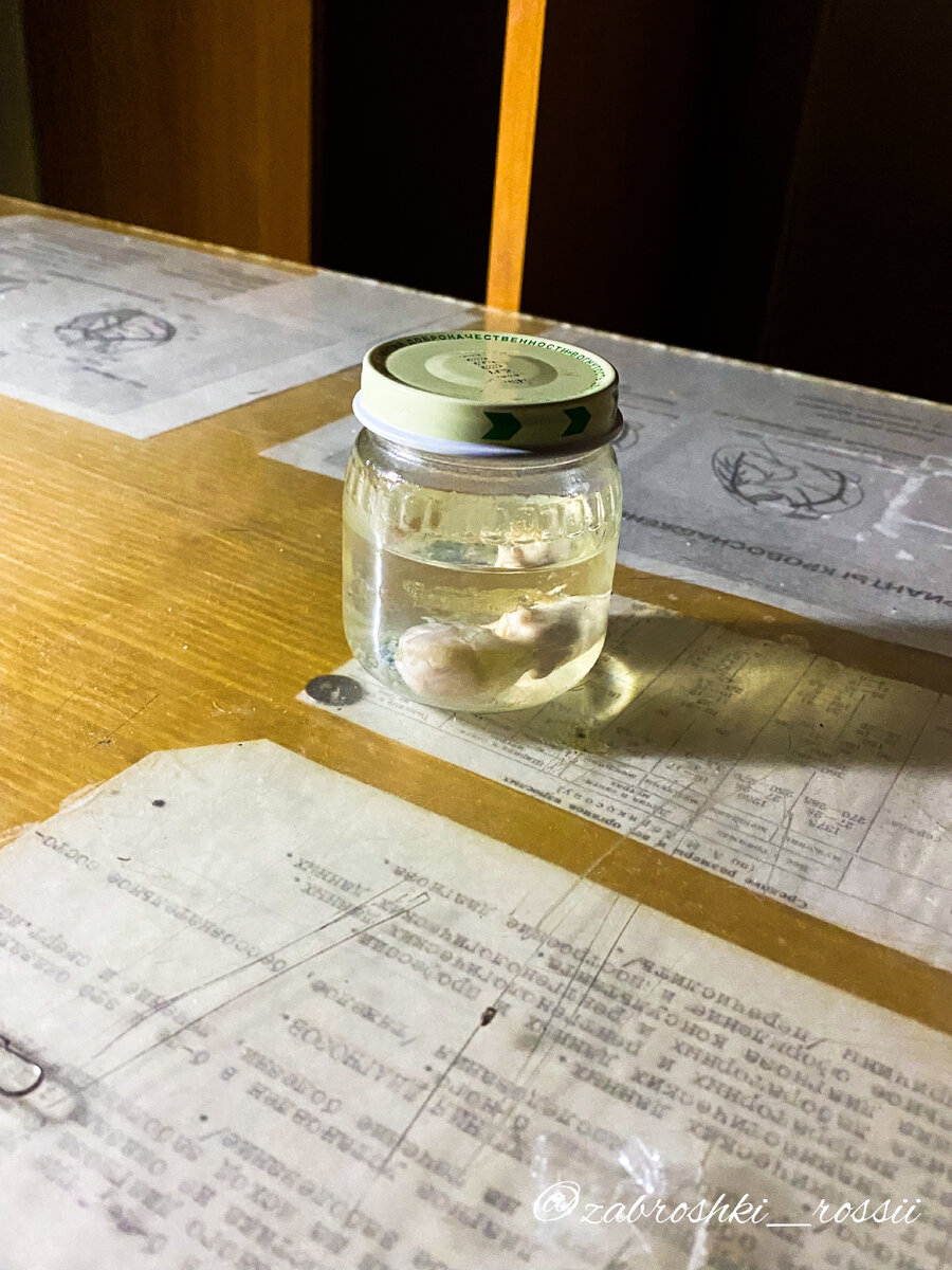 Человеческий эмбрион