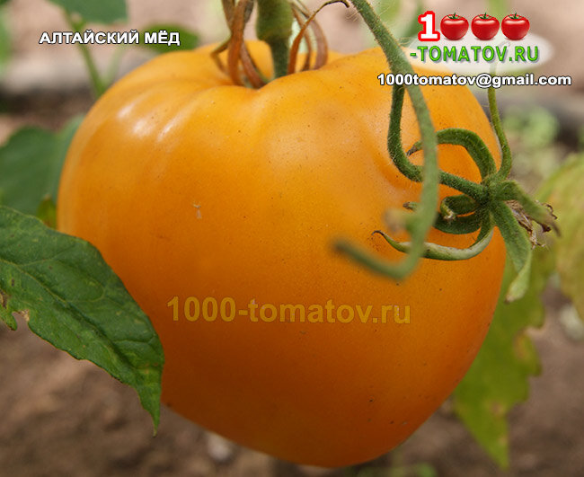 Томат Алтайский мёд фото 1