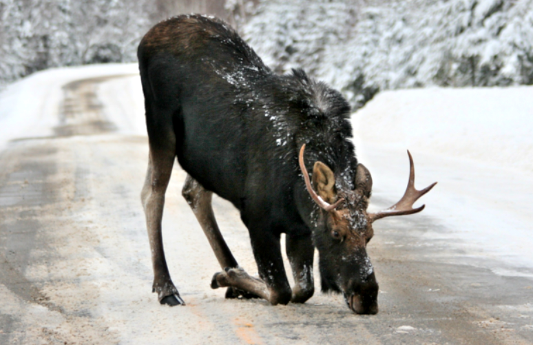 Самцу соль нужна для отращивания новых рогов, а самке – чтобы выносить здоровое потомство. Фото: epa.gov