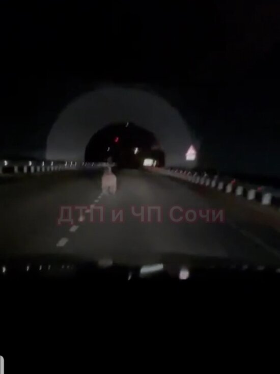     Медведь на трассе в Сочи/t.me/dtpsochi