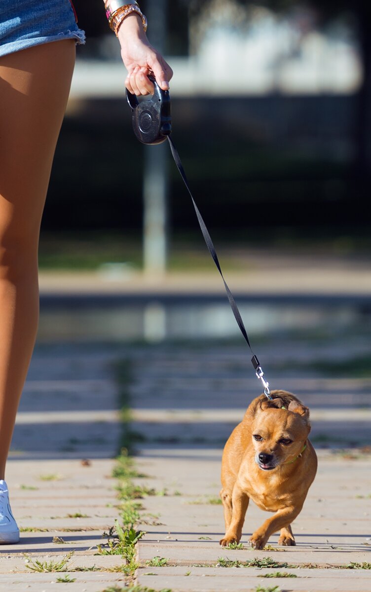 собака выгуливает хозяина, даже на зафиксированном тросе