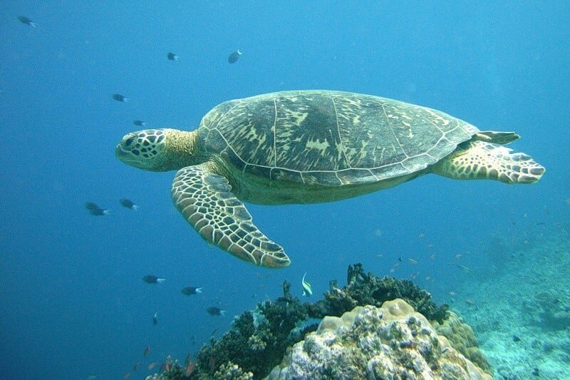 галапагосская черепаха. гигантская кожистая черепаха 1915. кожистая черепаха. кожистая морская черепаха. крупная морская черепаха.