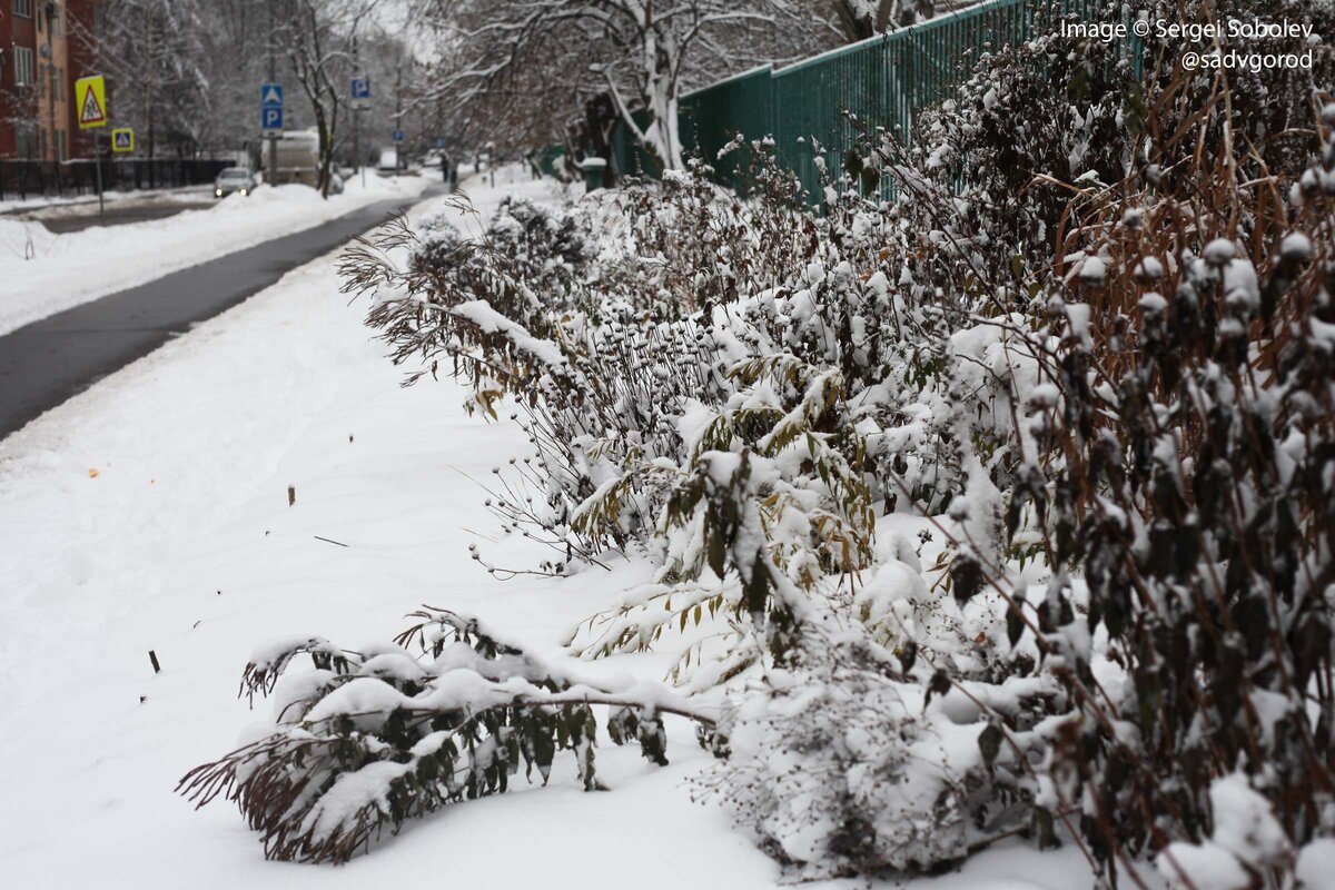 В частном саду, при этом, многолетники могут быть посажены в условиях меньшего хаоса и вид будет более аккуратный.