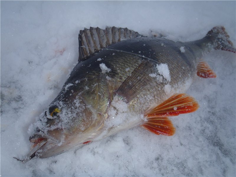 Блесны на окуня для зимней рыбалки. Что говорят опытные рыбаки