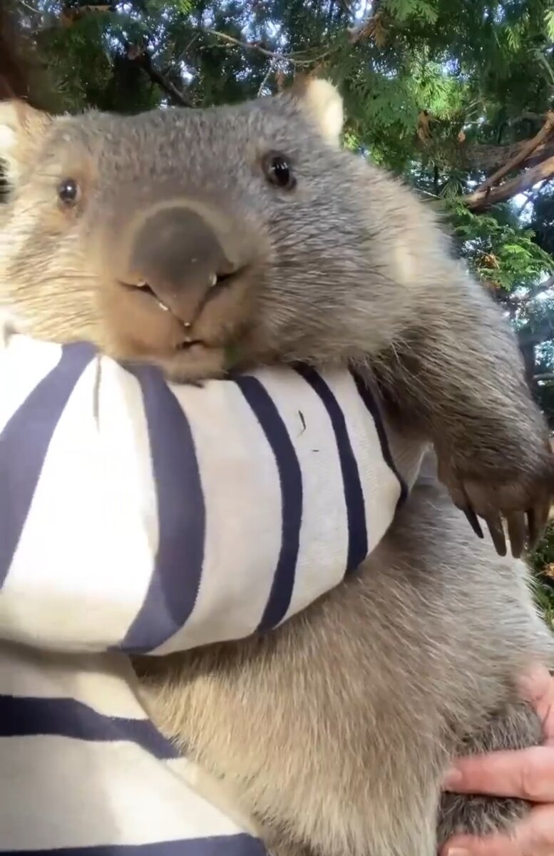 Хомяк Кукиш