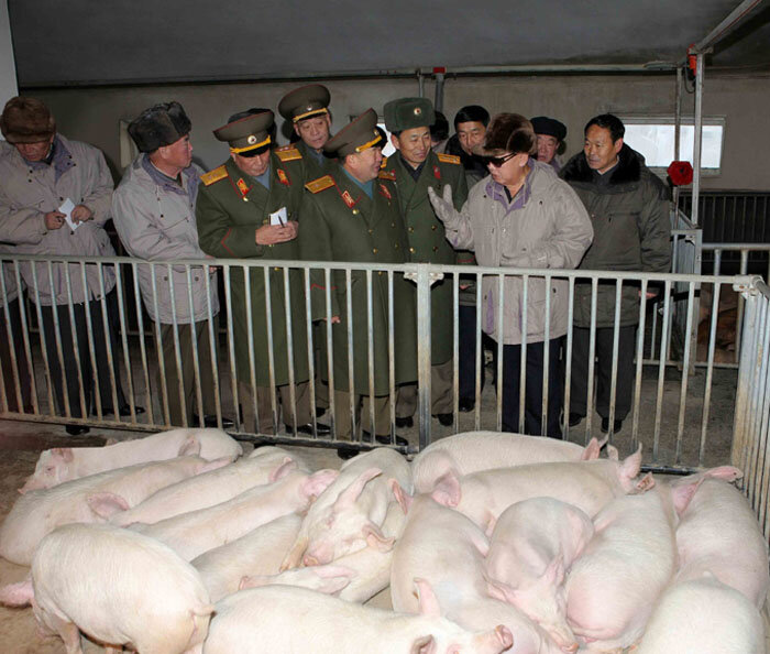 Ким Чен Ир в армейско-свиноводческом хозяйстве. фото juche-songun.livejournal.com