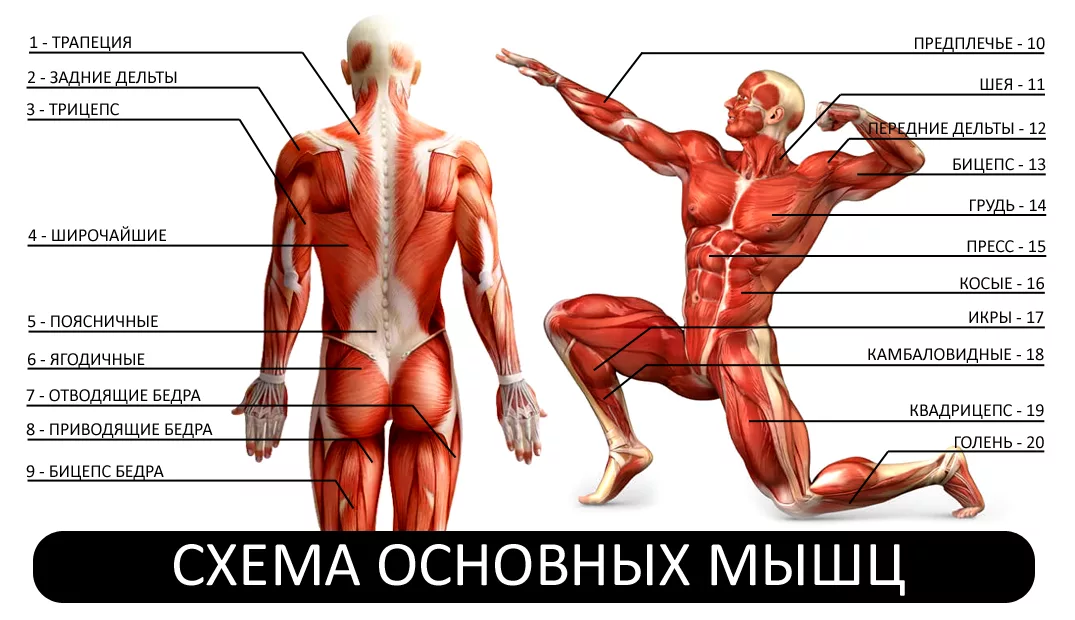 Схема основных мышц