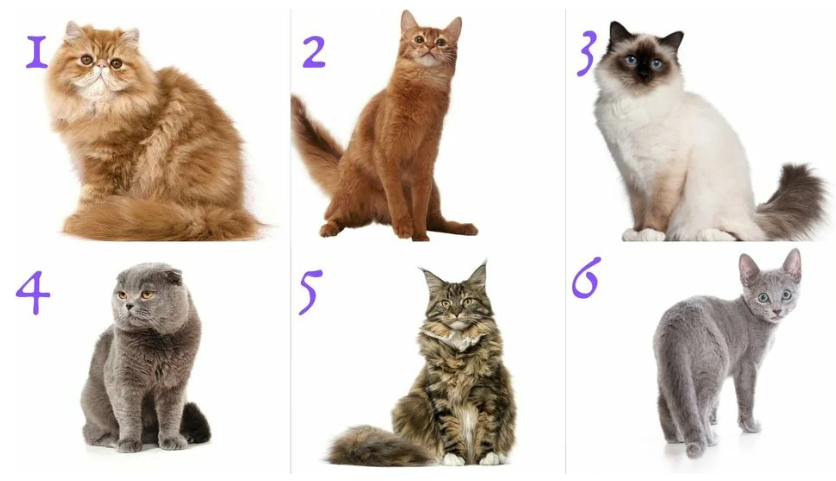 Изображение взято с открытых источников 