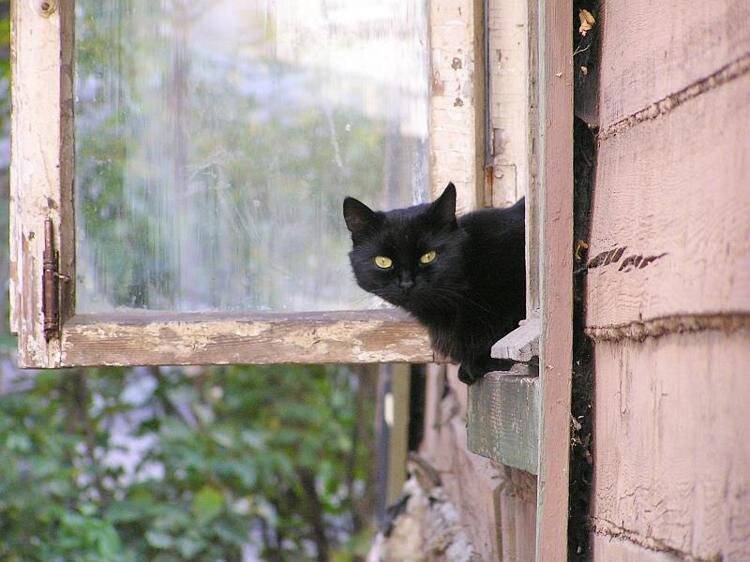 Чёрный кот старого дома. Это наверное вообще самая моя первая фотография котика, размещённая в сети, хотя, может найдётся и с более ранней датировкой)