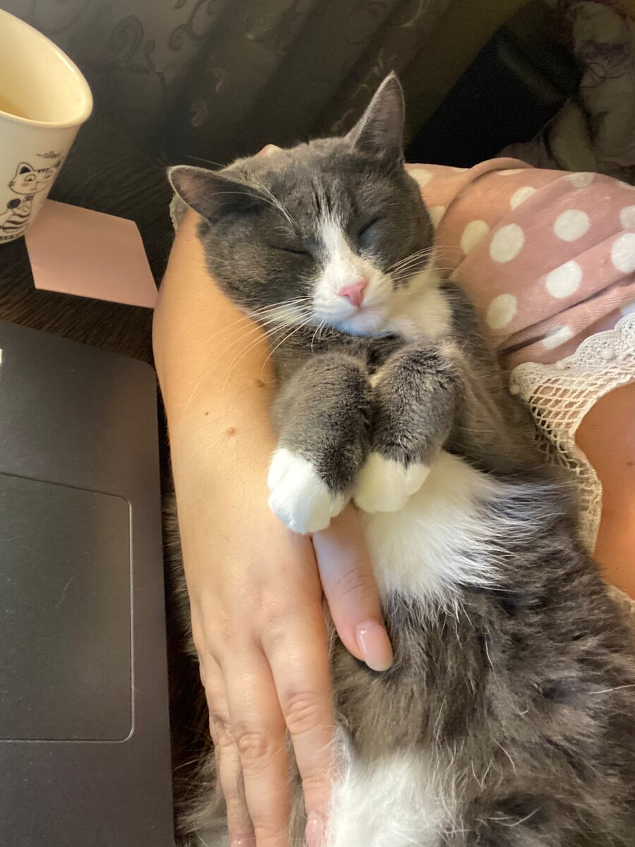 Порой мы не замечаем сколько они дают нам добра,ласки и верности.