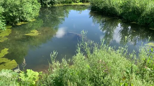 В тихом омуте рыбы водятся